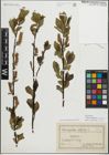 Foto von Salix myrsinifolia Salisb. x Salix phylicifolia L.